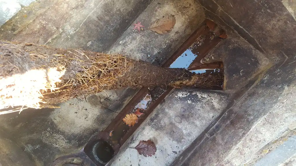 Tree roots blocking a drain channel
